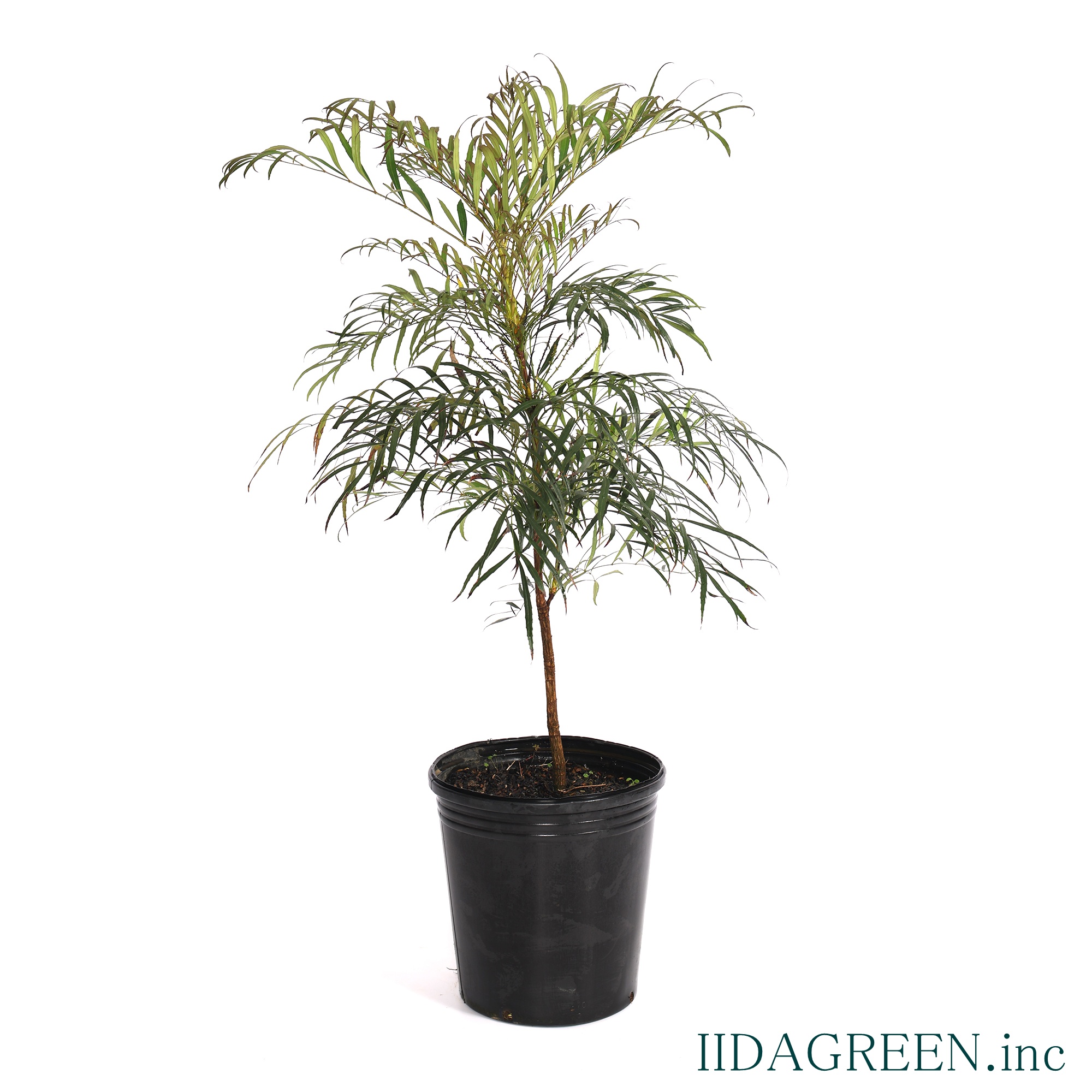 マホニア・セイリュウ