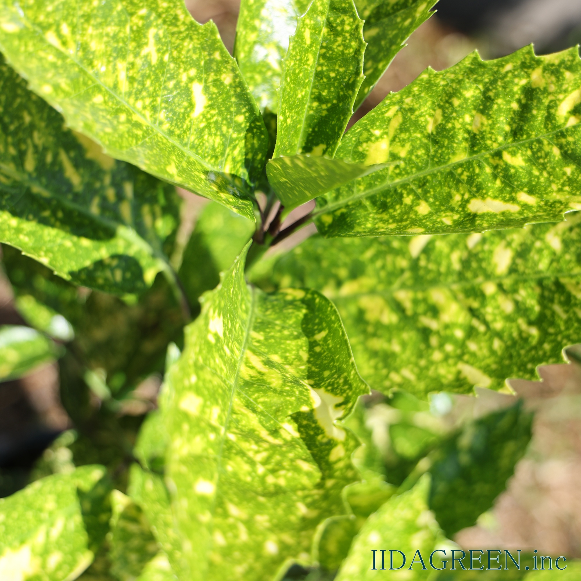 アオキ スターダスト