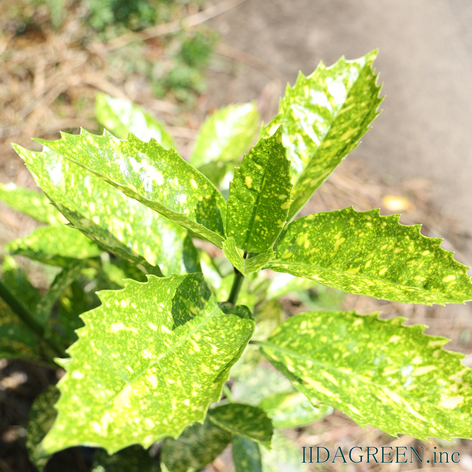 アオキ スターダスト