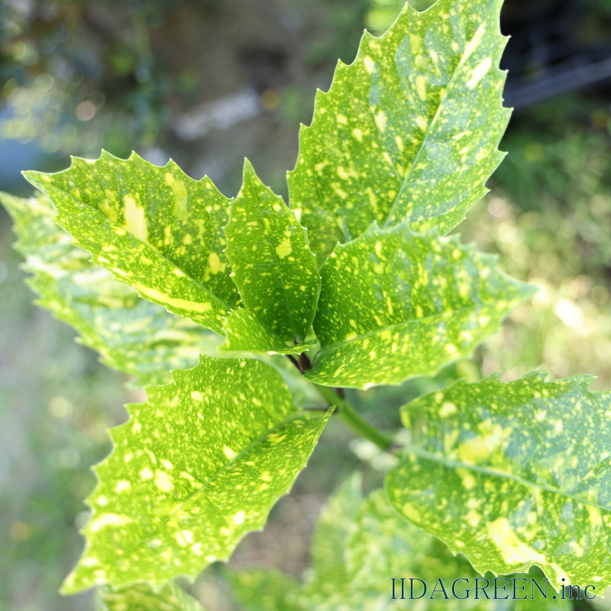 アオキ スターダスト