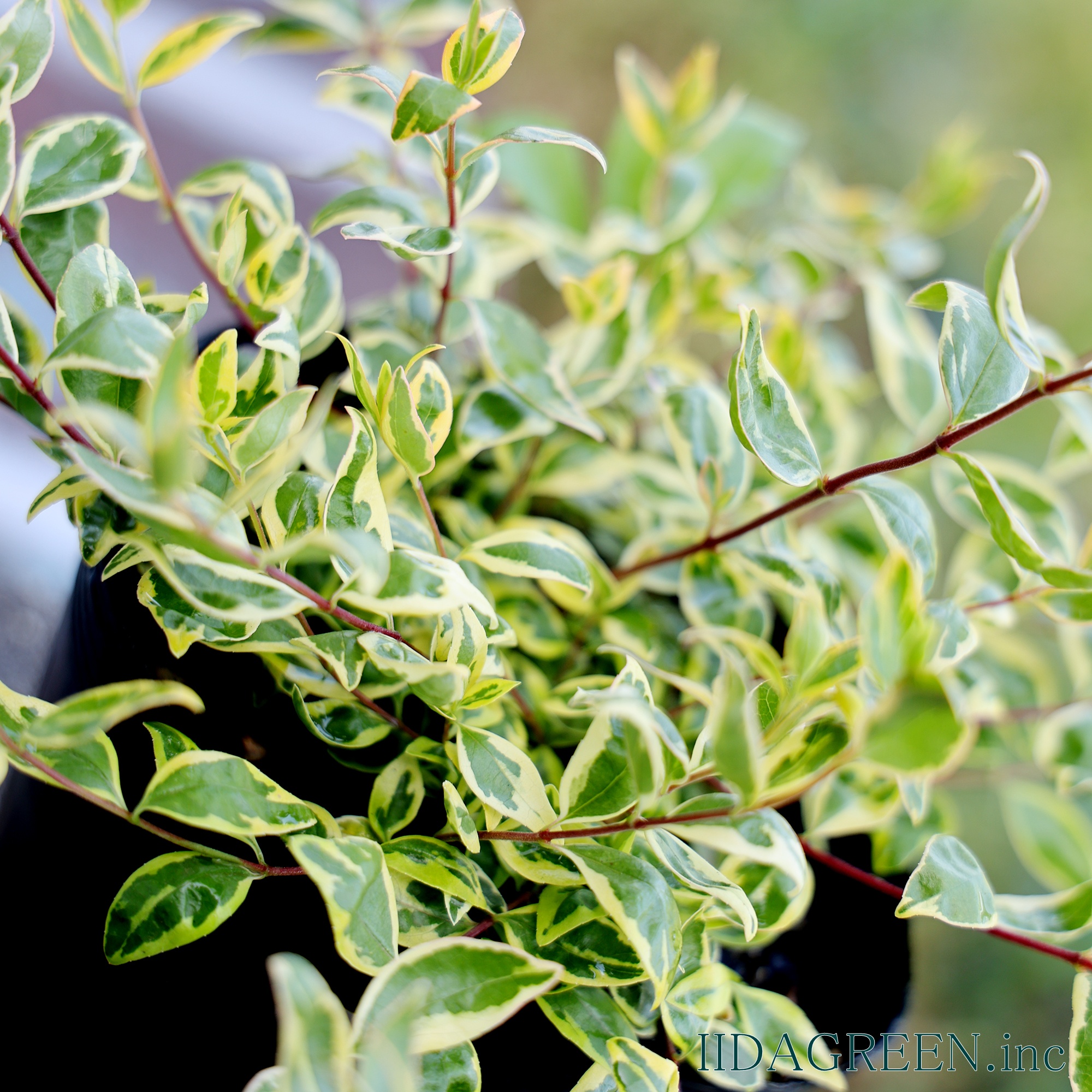 アベリア ホープレイズ®