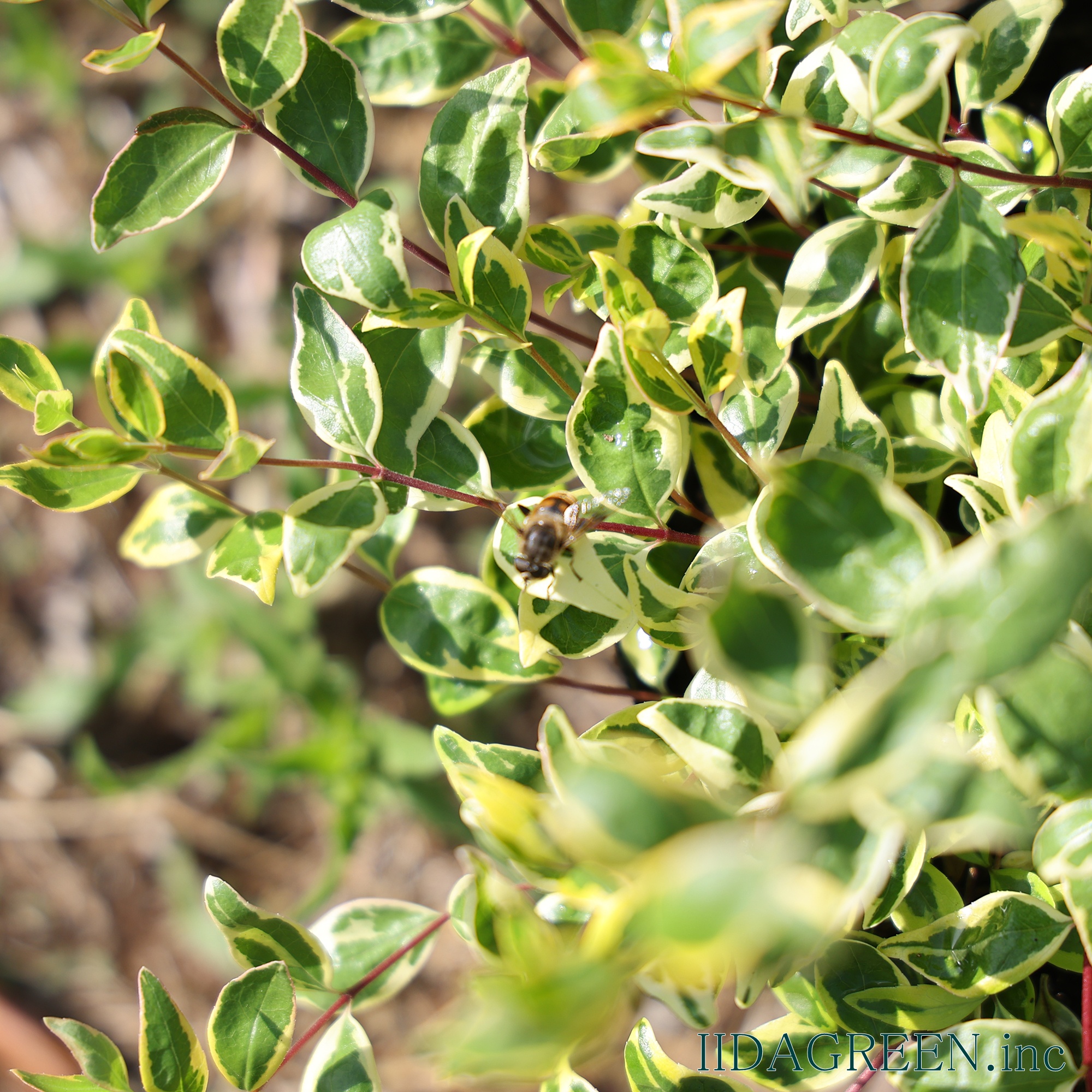 アベリア ホープレイズ®