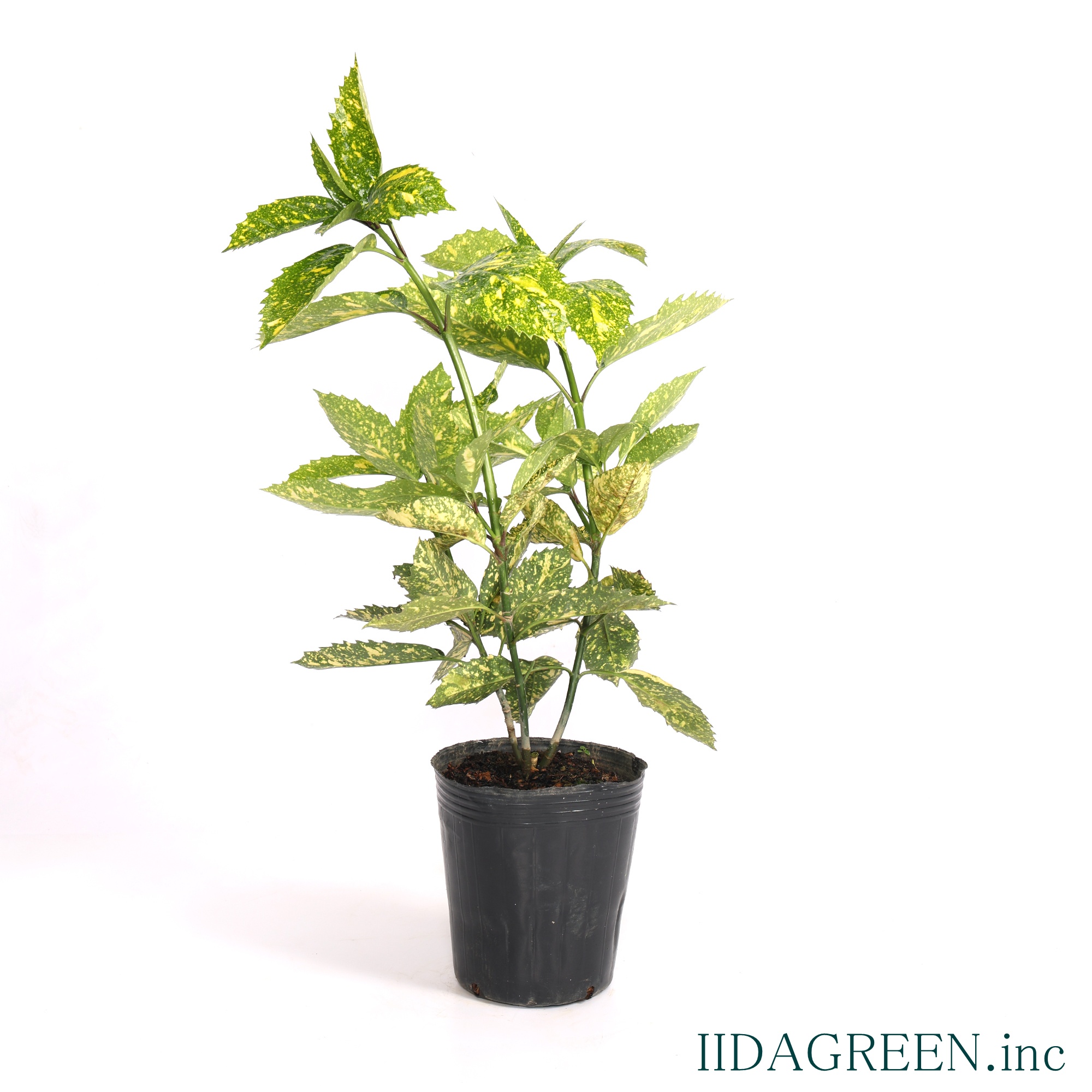 アオキ スターダスト