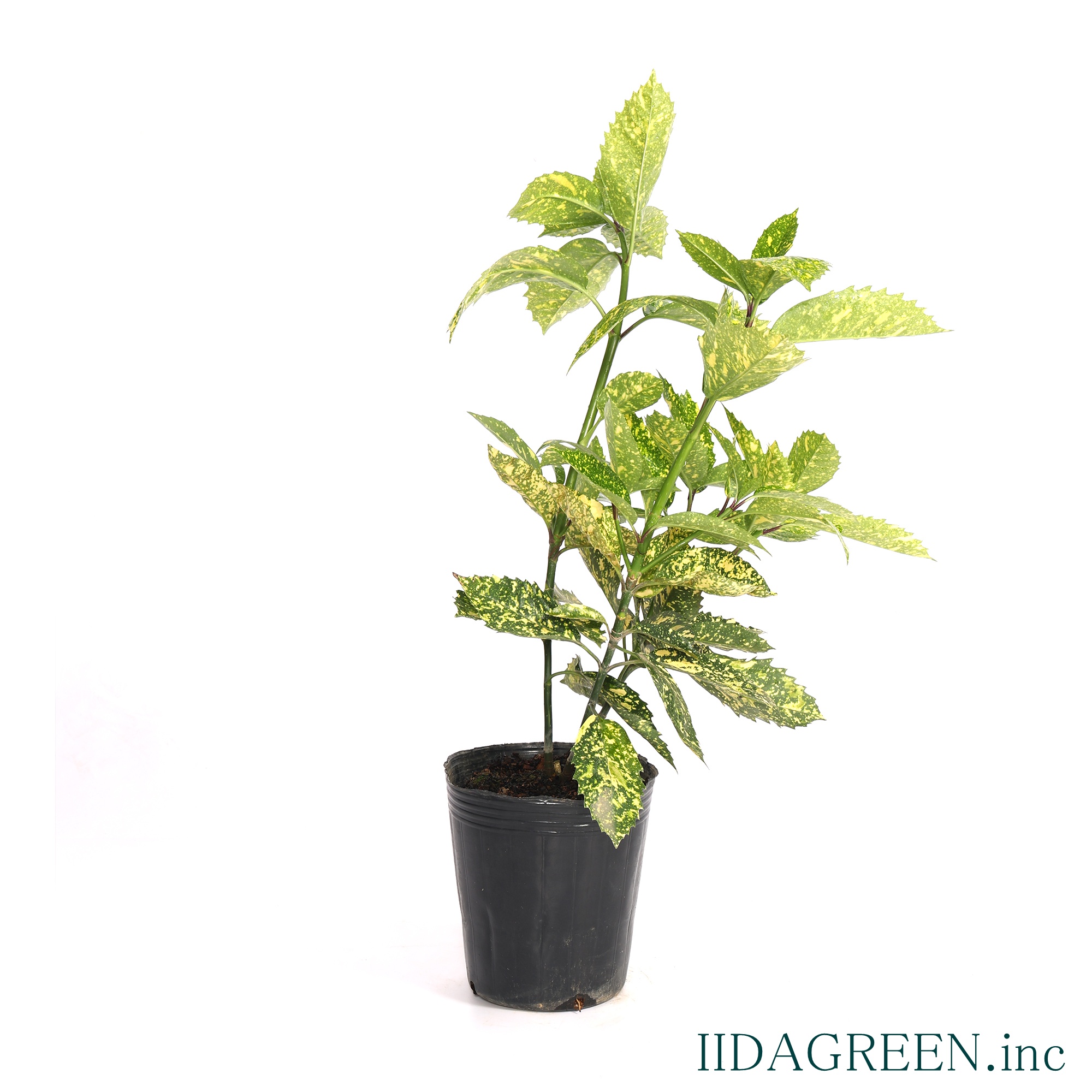 アオキ スターダスト