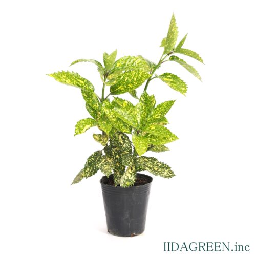 アオキ　スターダスト