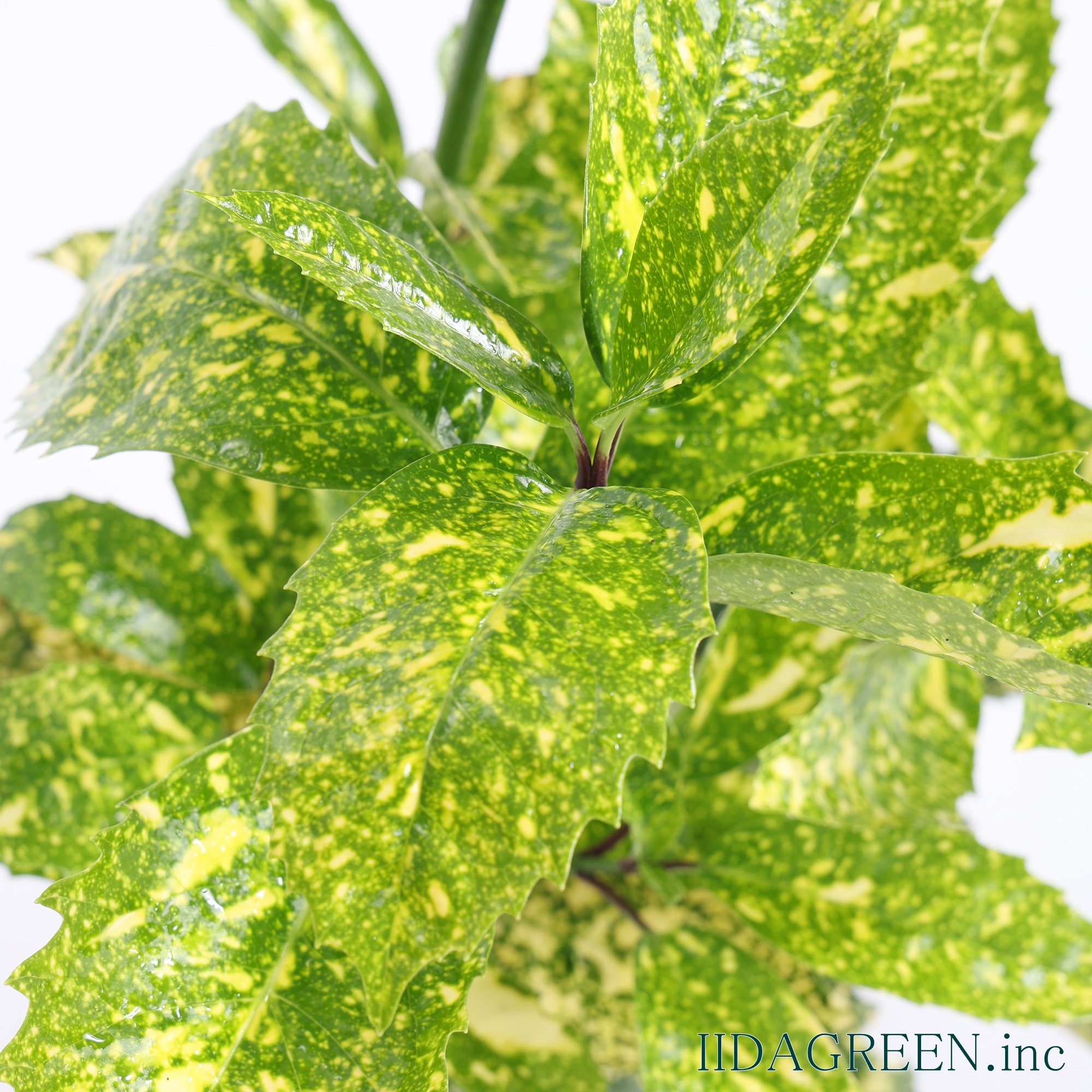 アオキ スターダスト