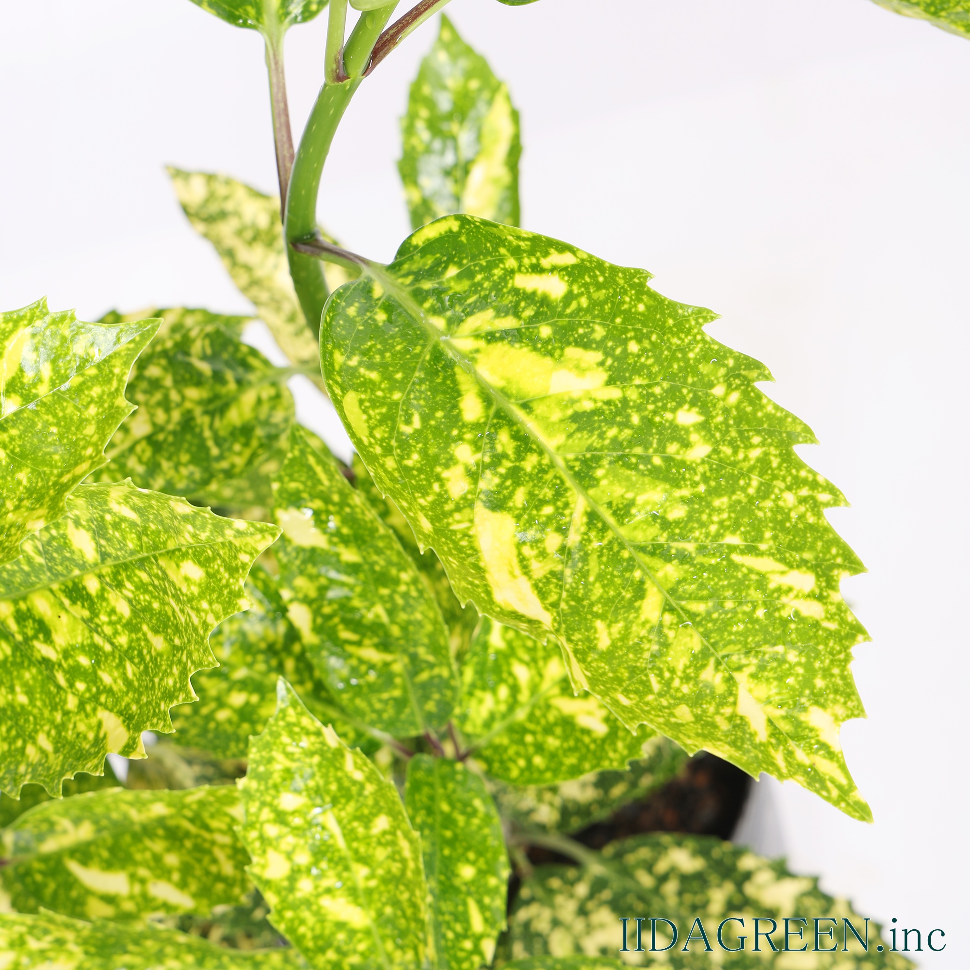 アオキ スターダスト