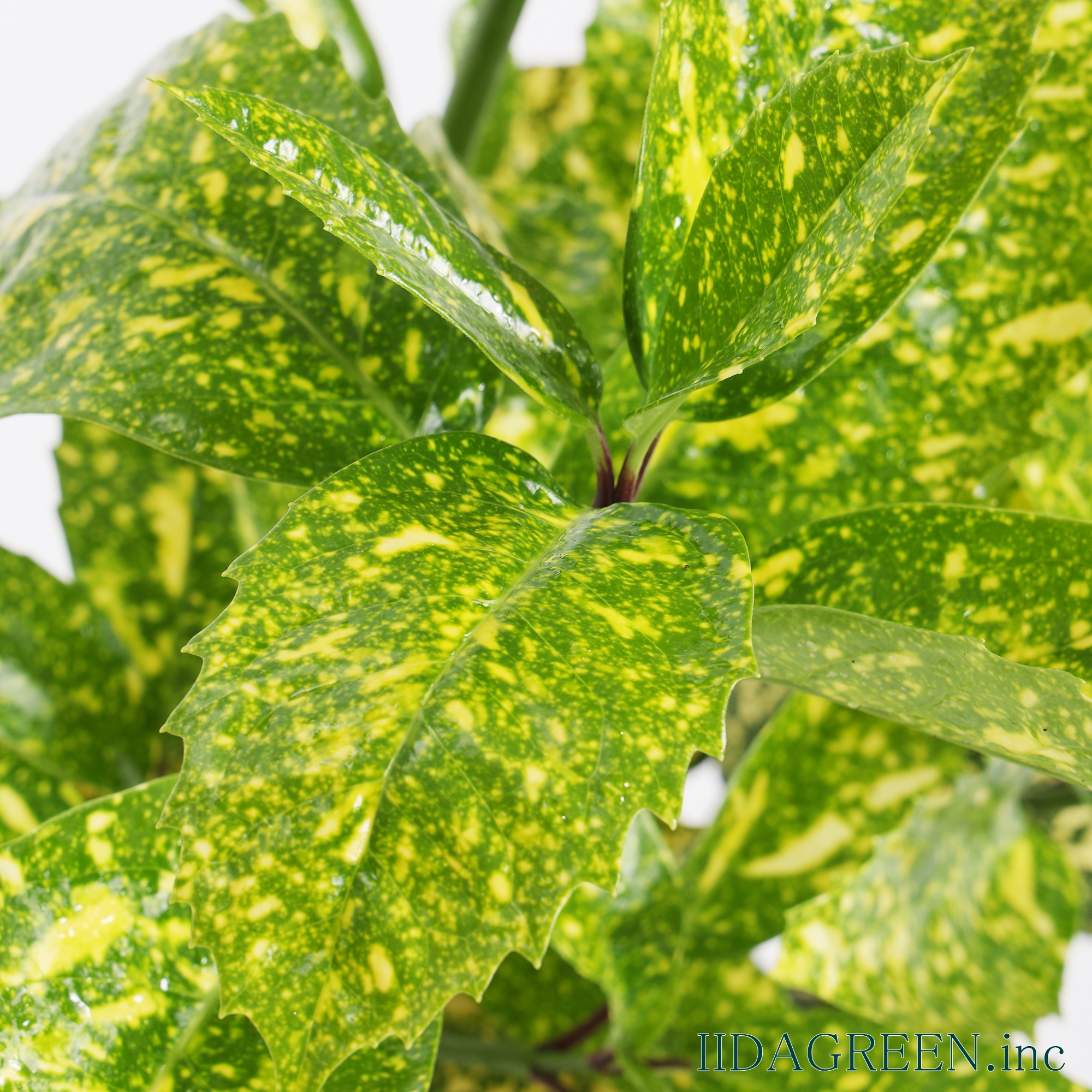 アオキ スターダスト