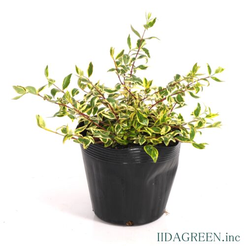 アベリア　ホープレイズ®