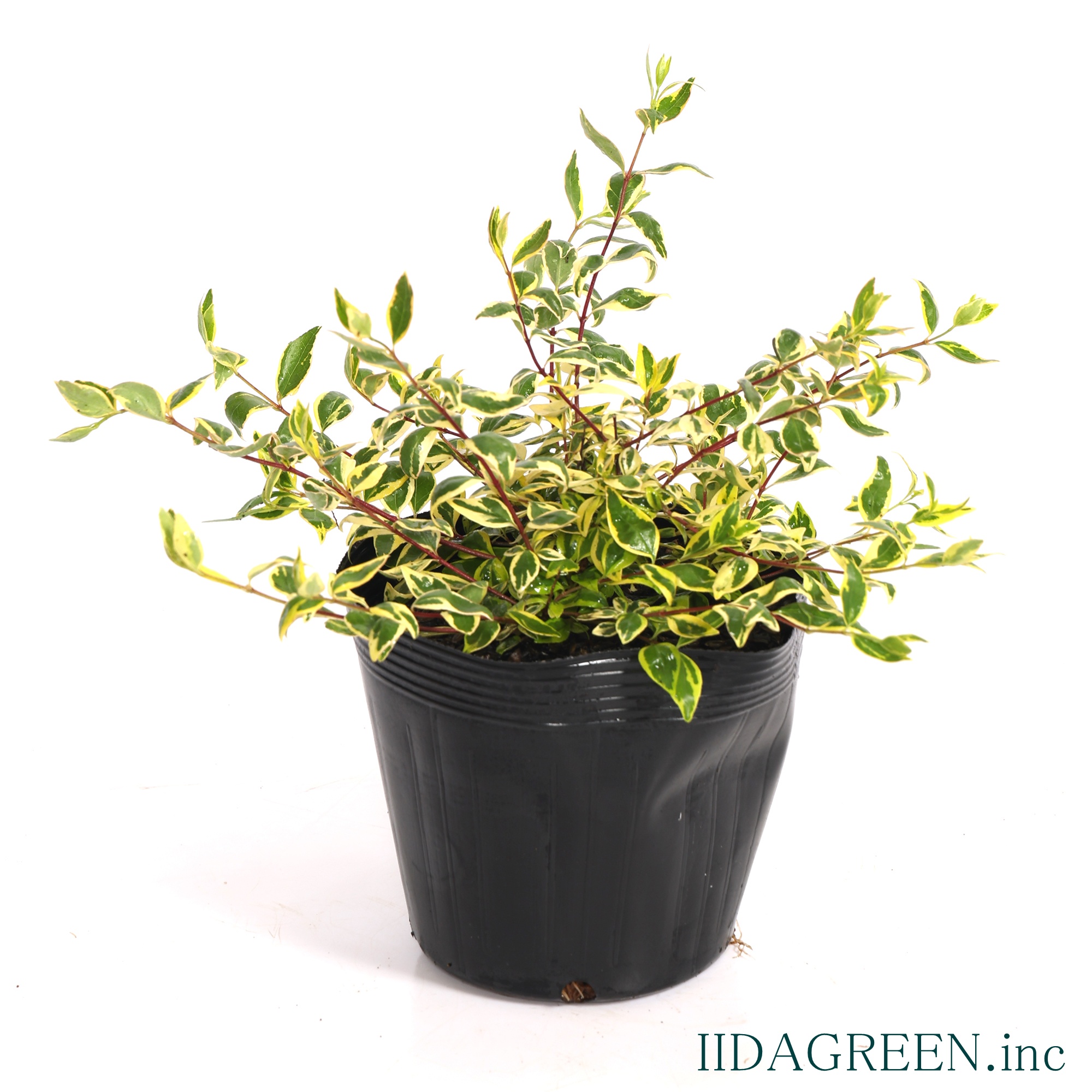 アベリア　ホープレイズ®