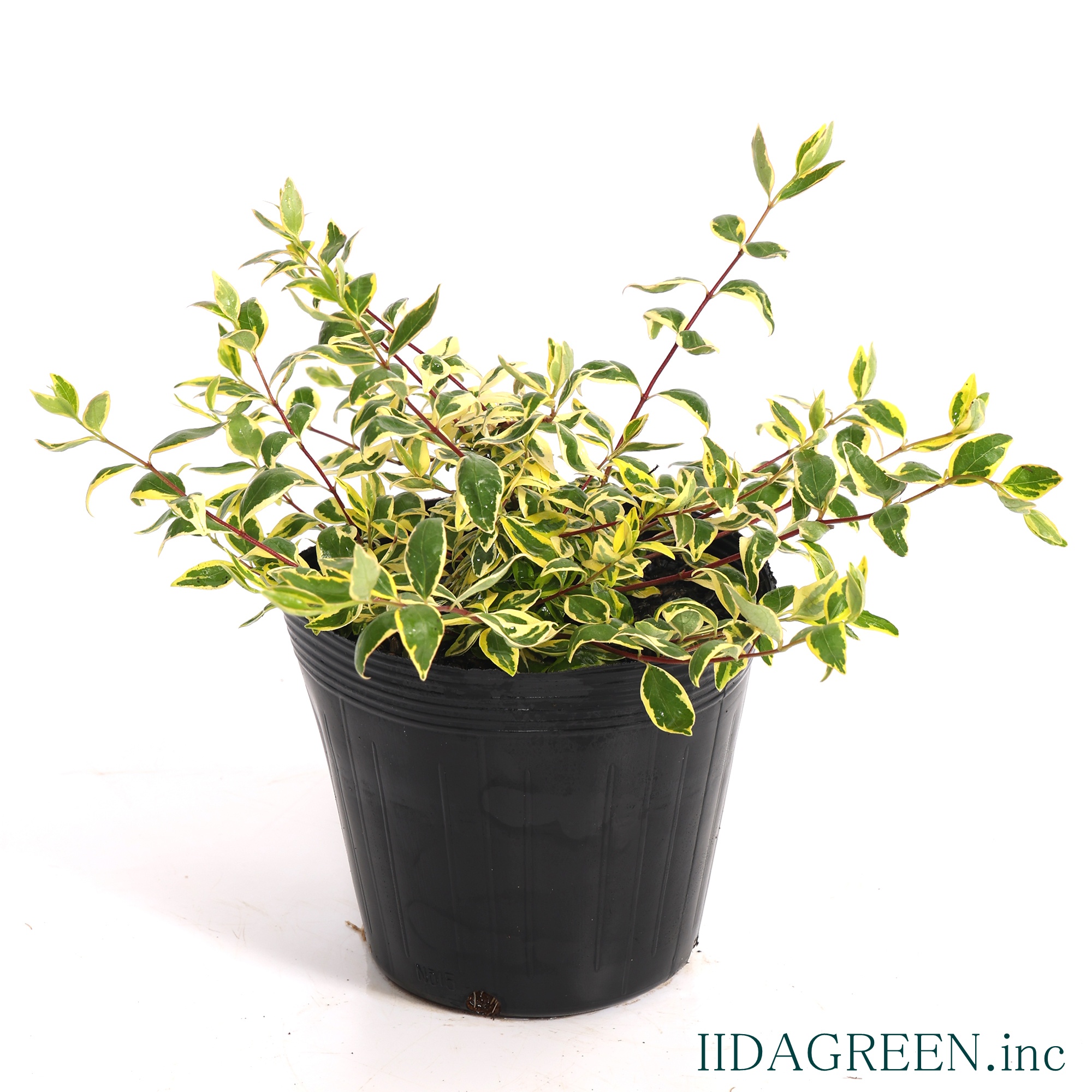 アベリア ホープレイズ®