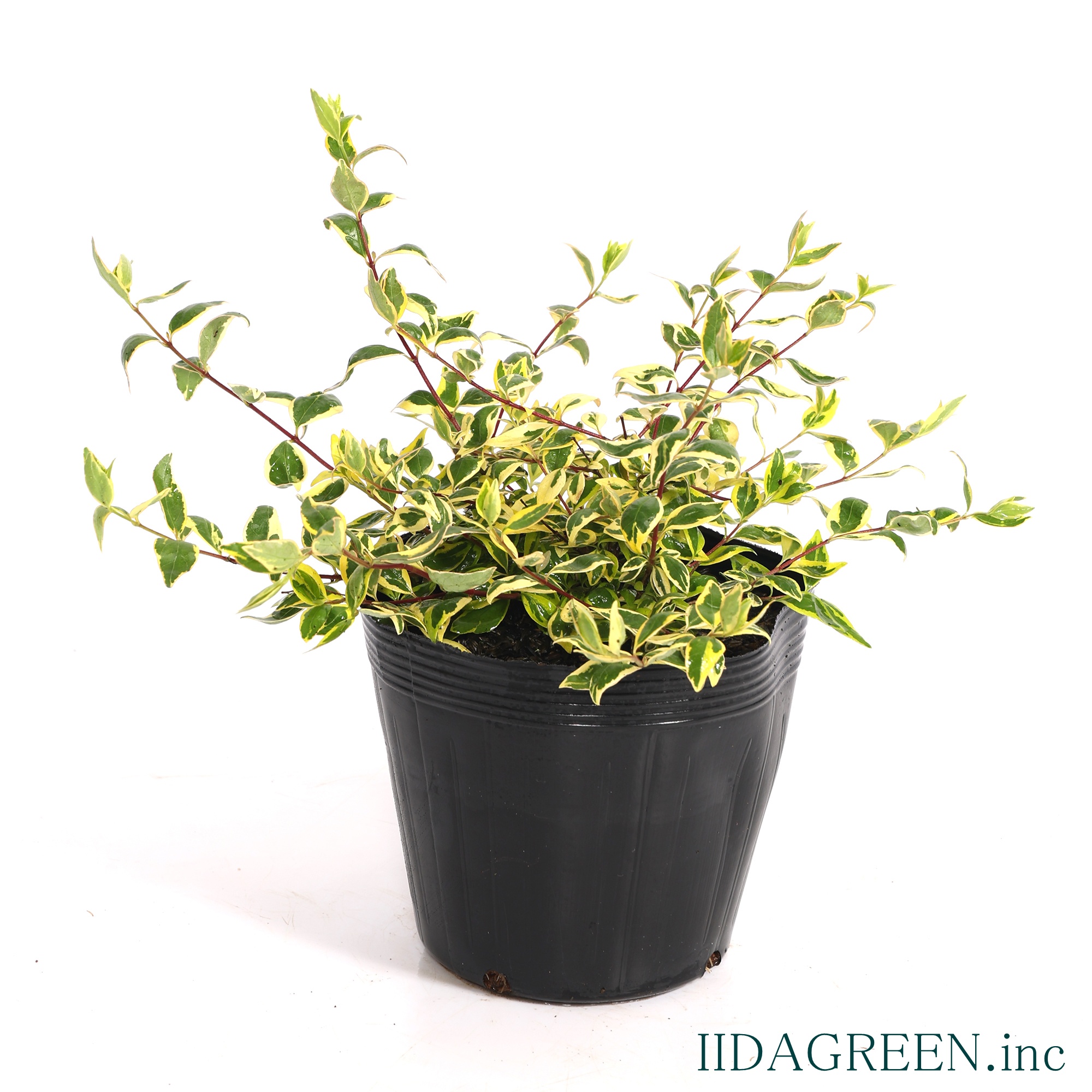 アベリア ホープレイズ®