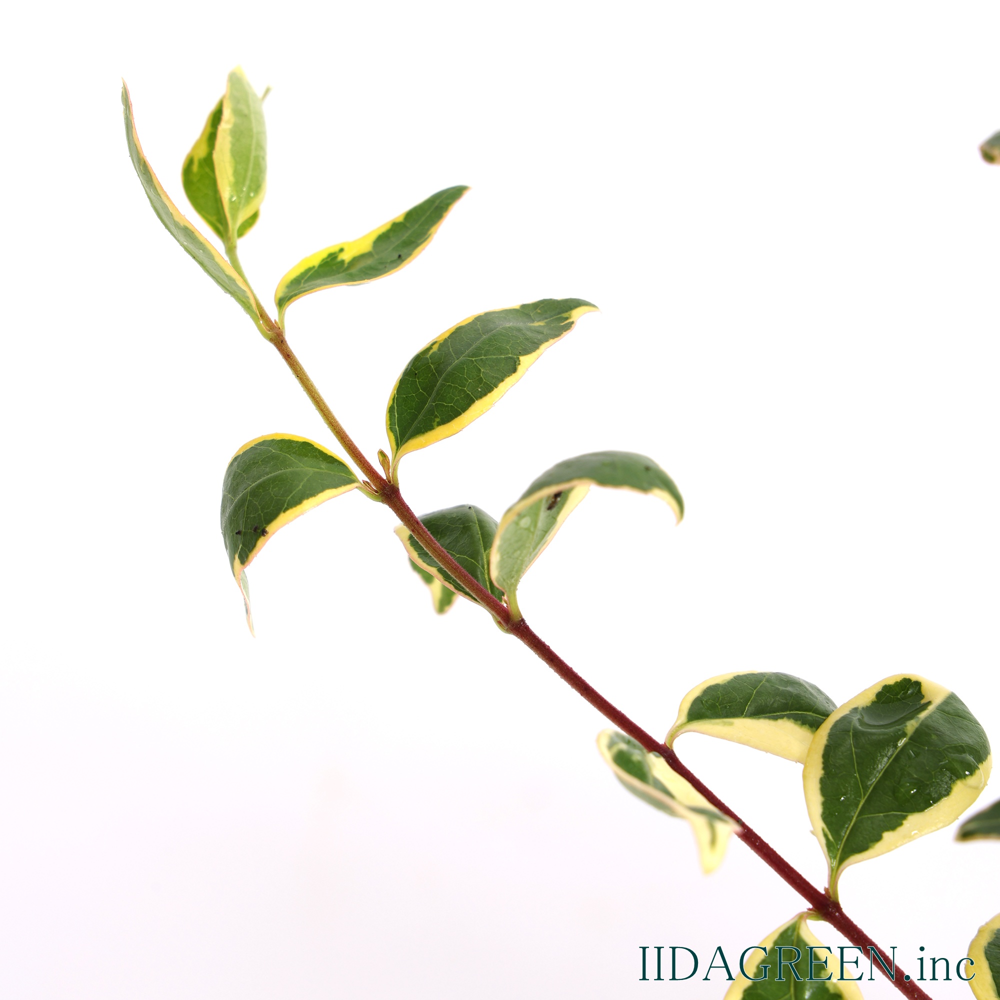 アベリア ホープレイズ®