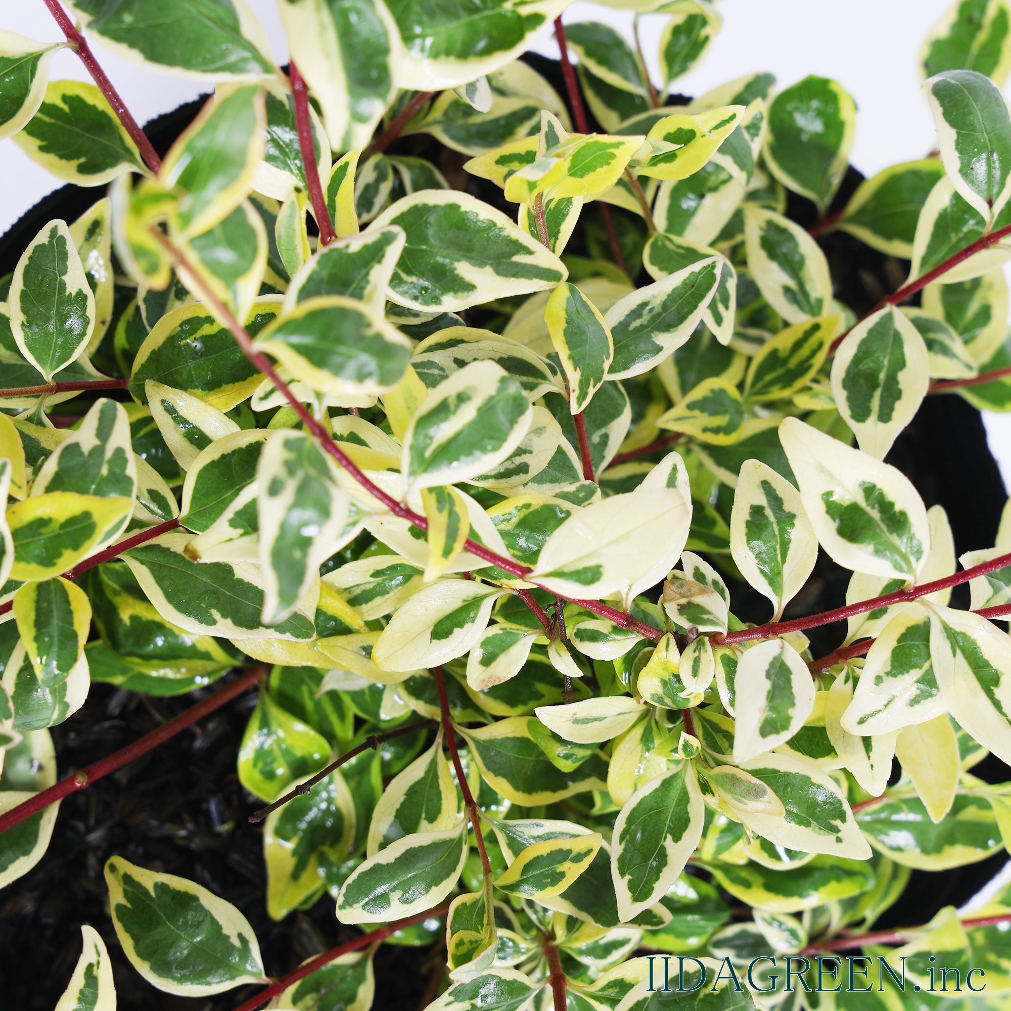 アベリア ホープレイズ®