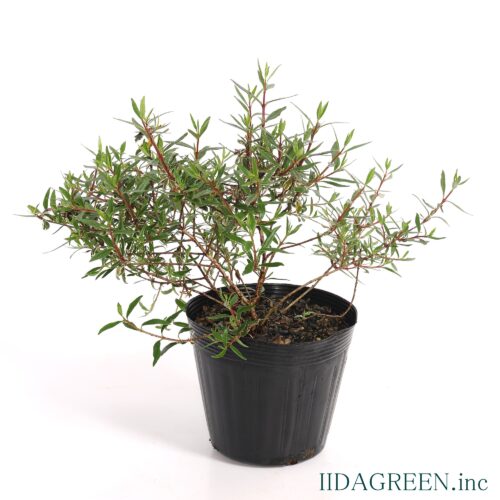 アベリア　コンフェッティ