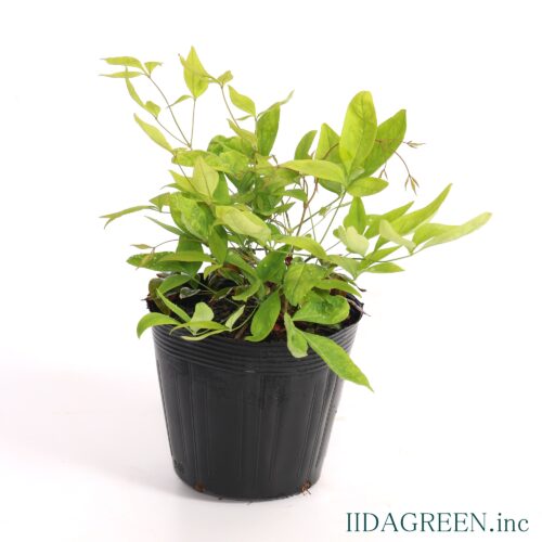 オタフクナンテン