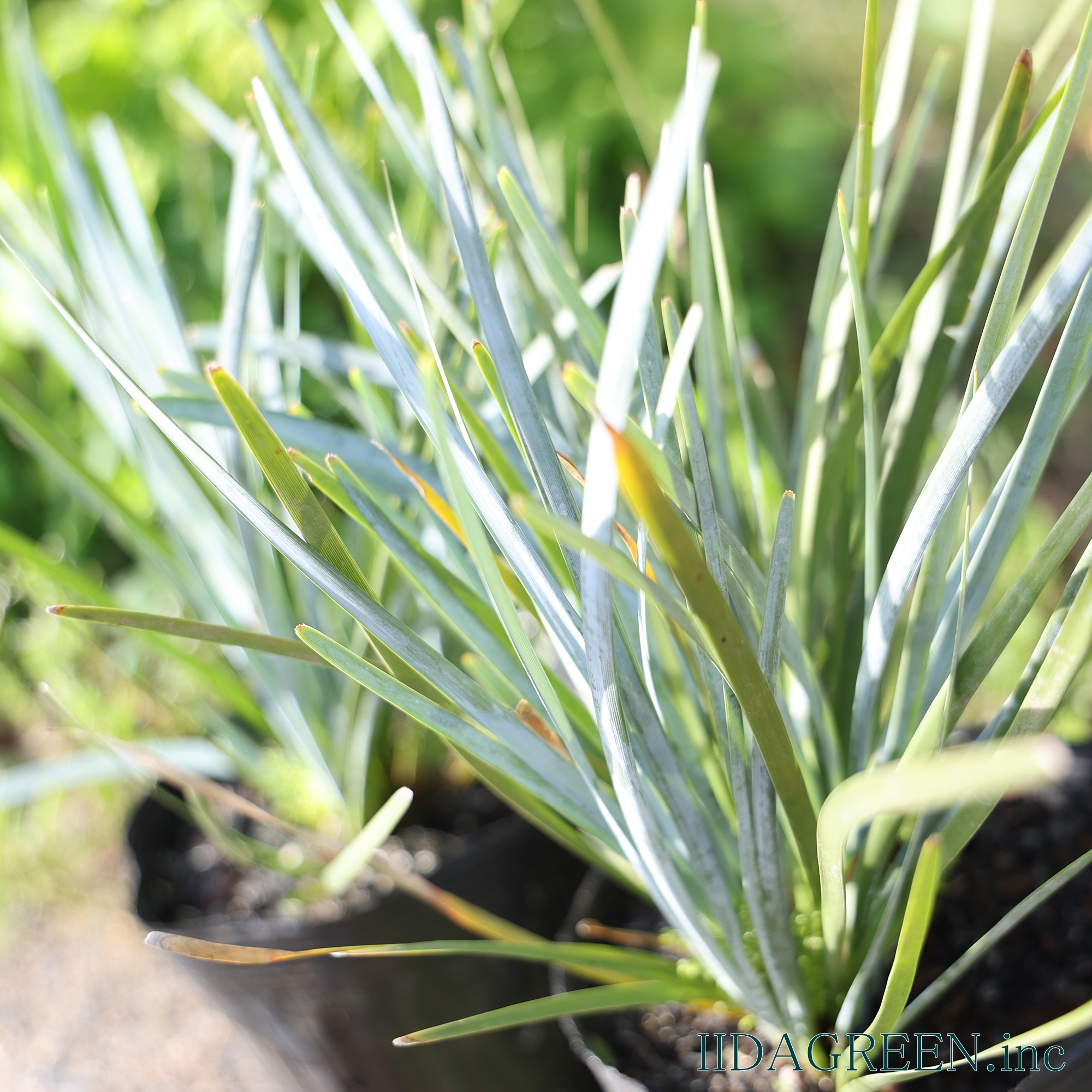 ロマンドラ グラウカ