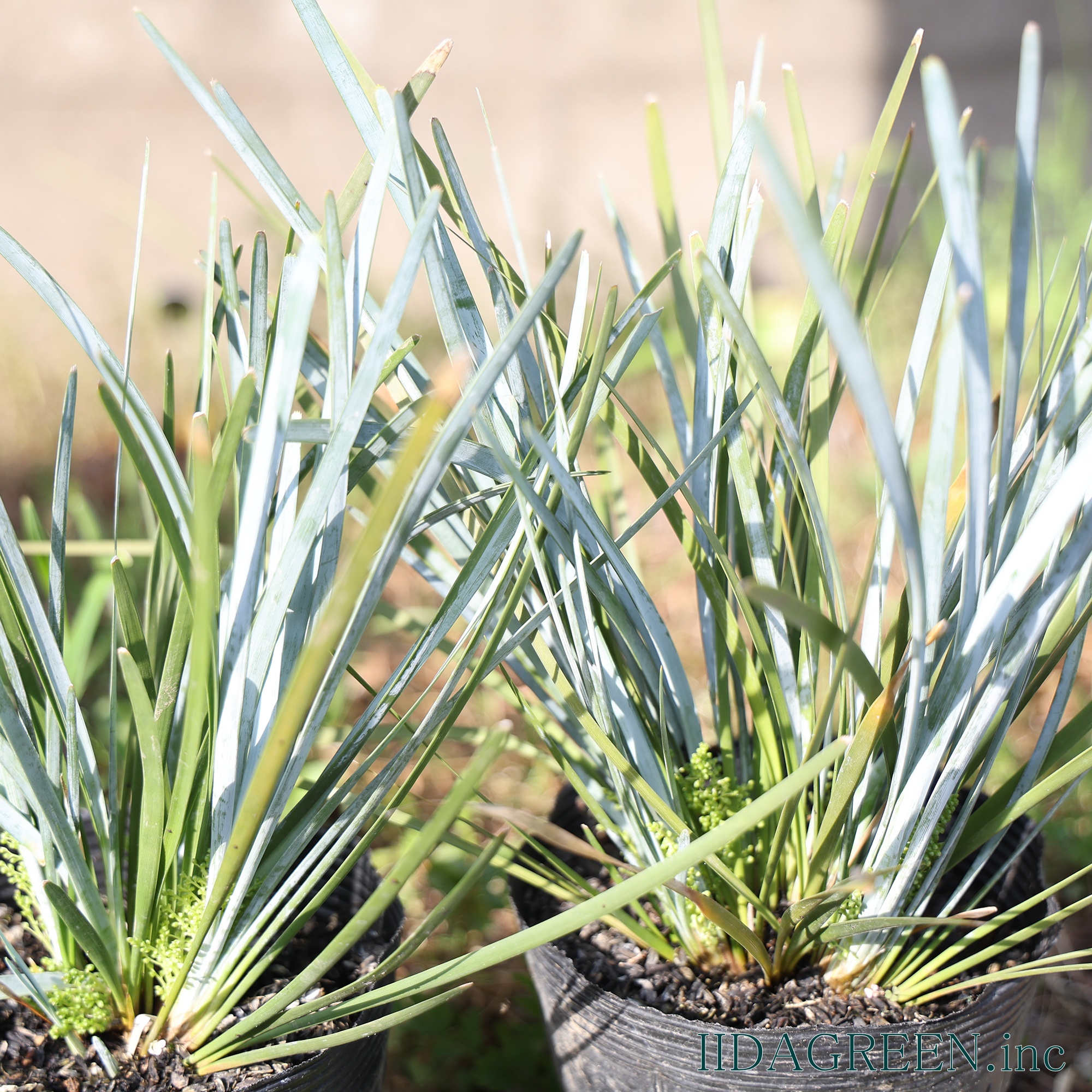 ロマンドラ グラウカ