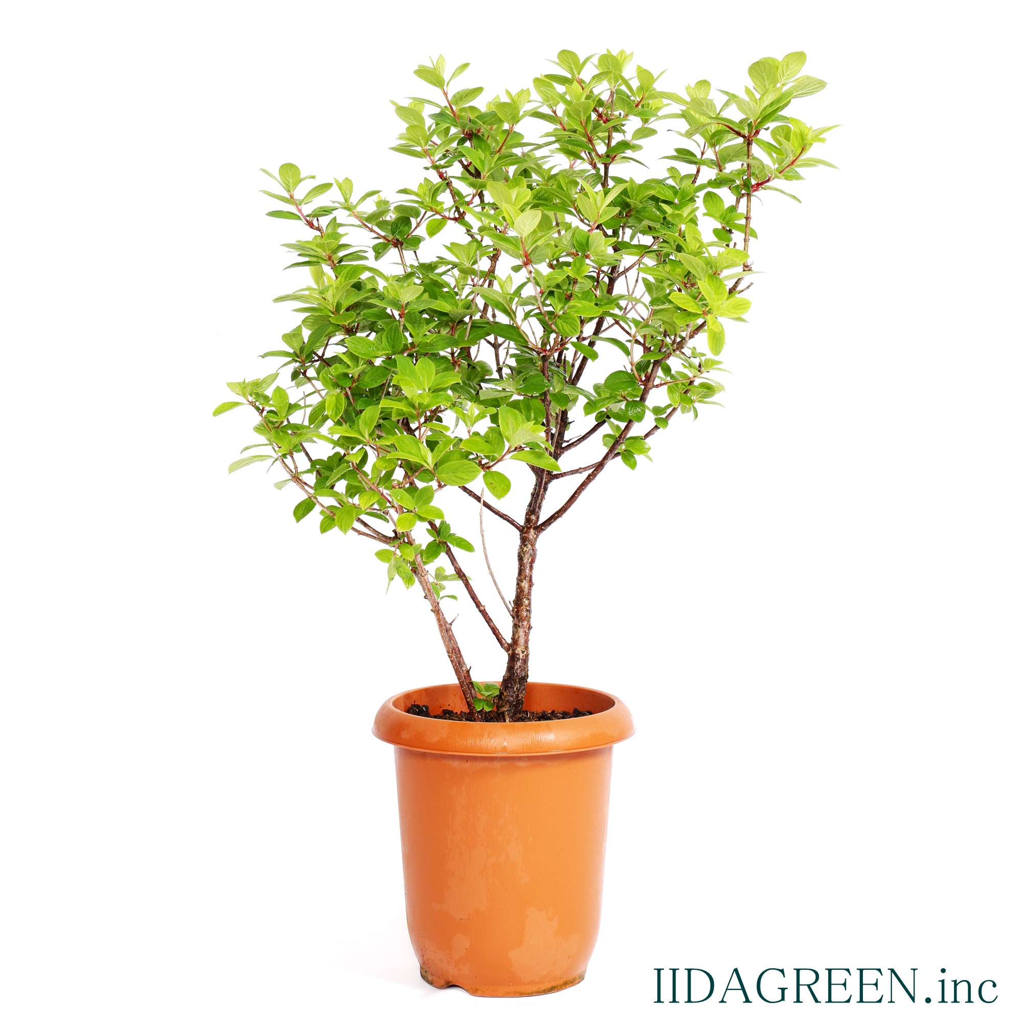 ノリウツギ　ポールスター®