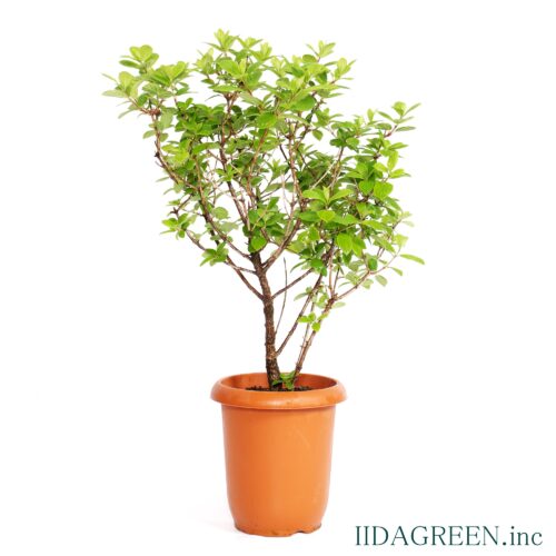 ノリウツギ　ポールスター®