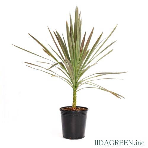 コルジリネ　チョコレートミント