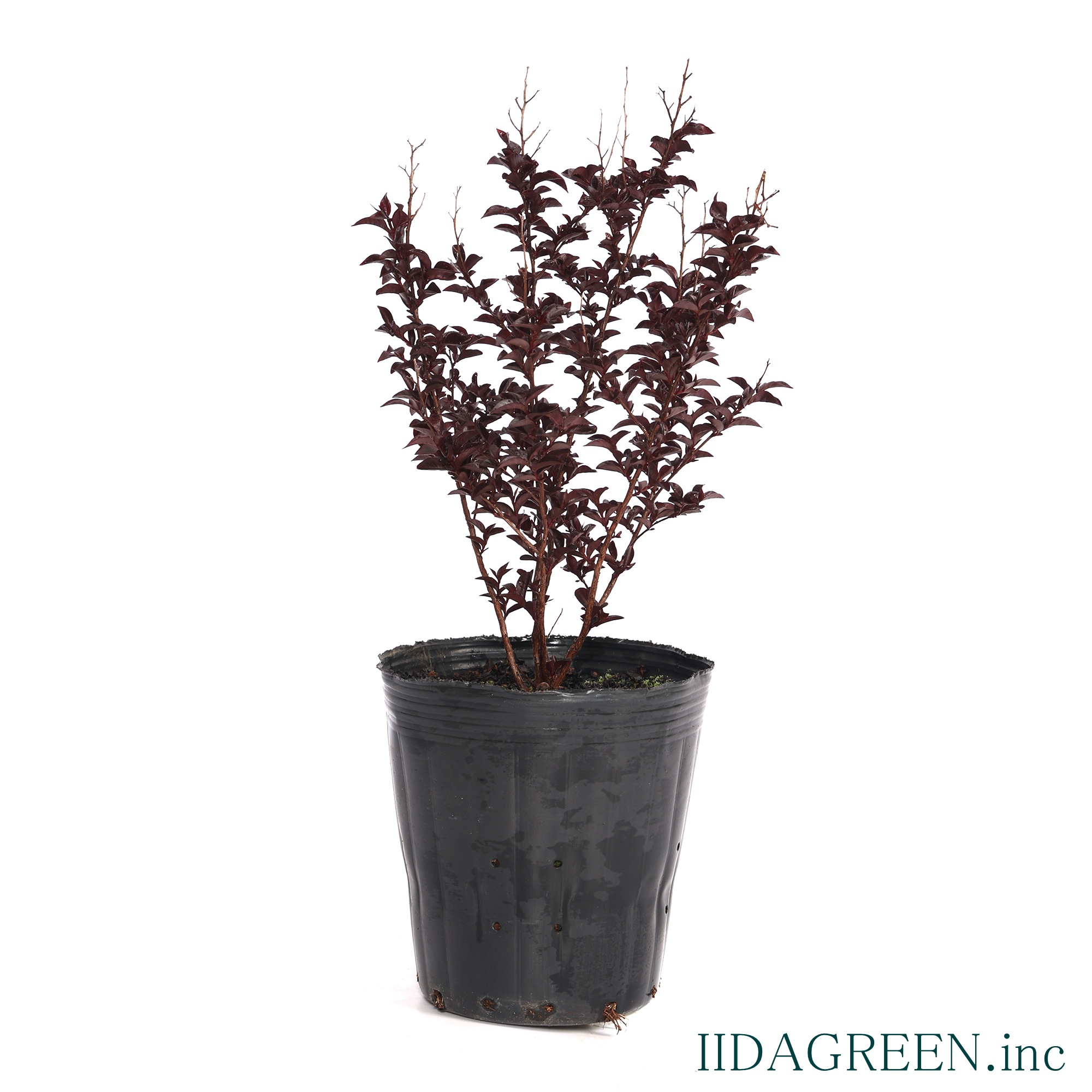 サルスベリ　サンセットマジック®