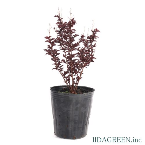 サルスベリ　サンセットマジック®