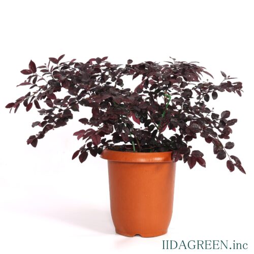 トキワマンサク　ルビーランナー®