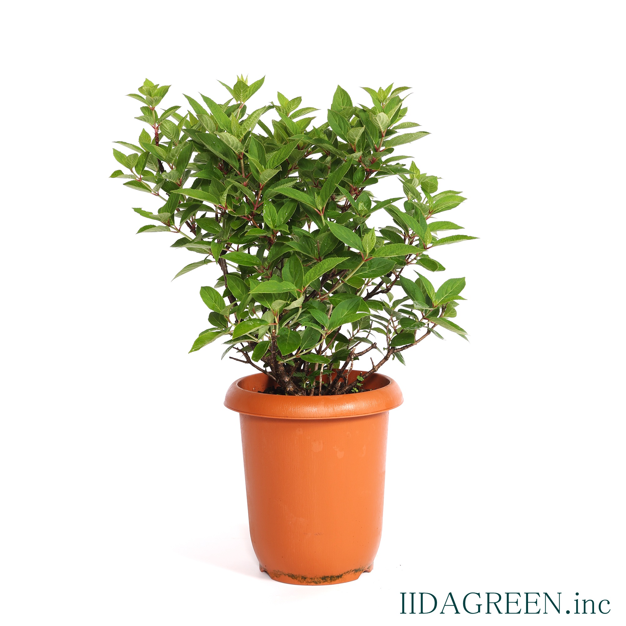 ノリウツギ　コンフェッティ®