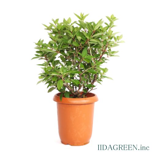 ノリウツギ　コンフェッティ®