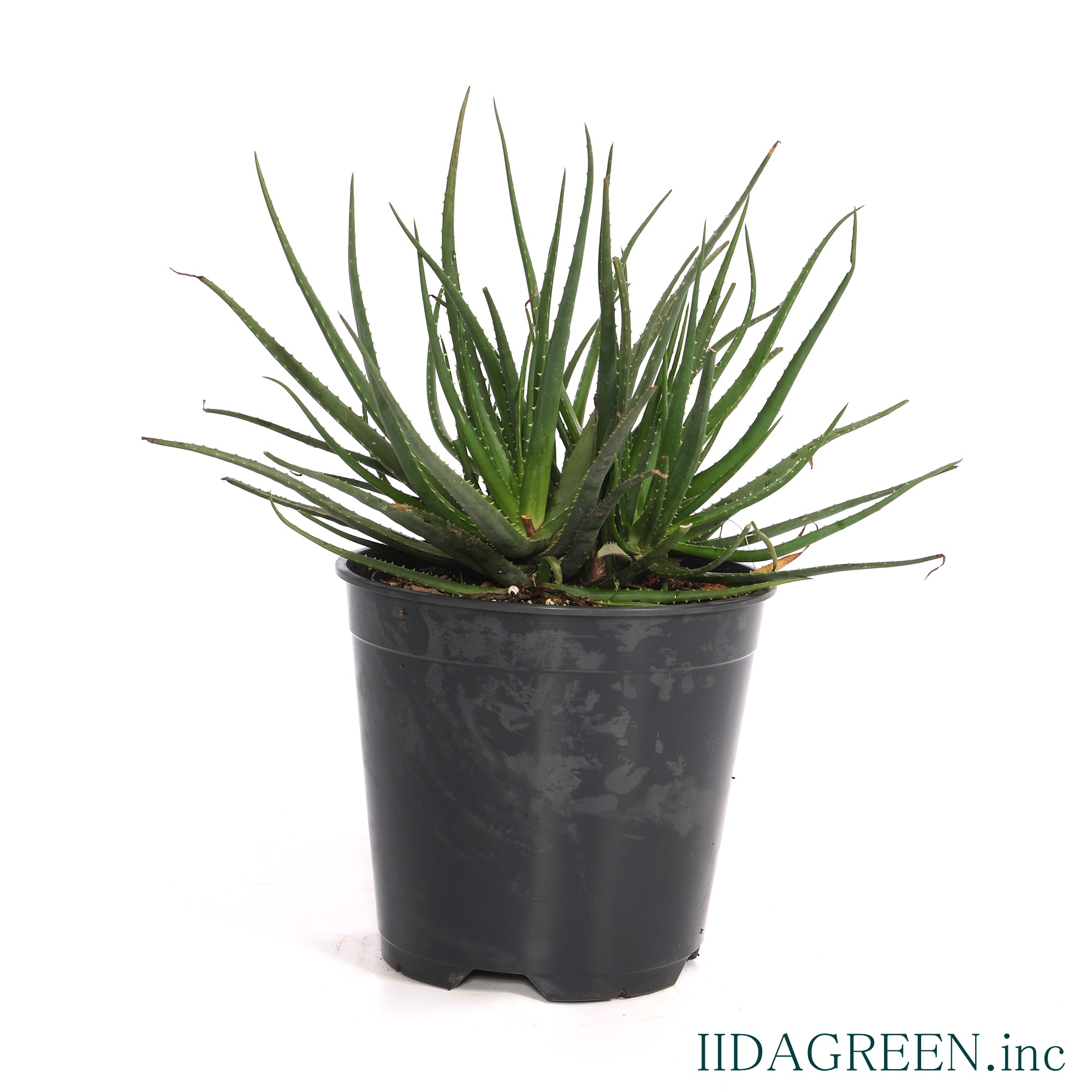 アロエ　サンライズ®