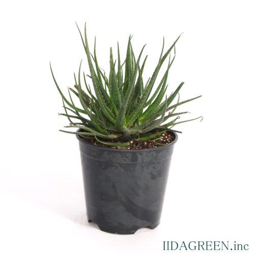 アロエ　サンライズ®