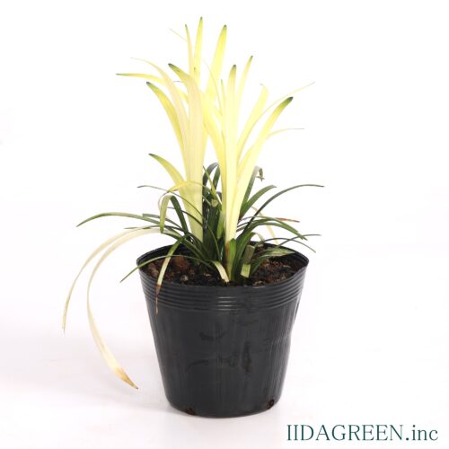 ヤブラン　ピュアブロンド