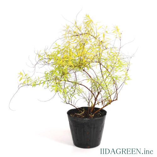 ユキヤナギ　オーレア