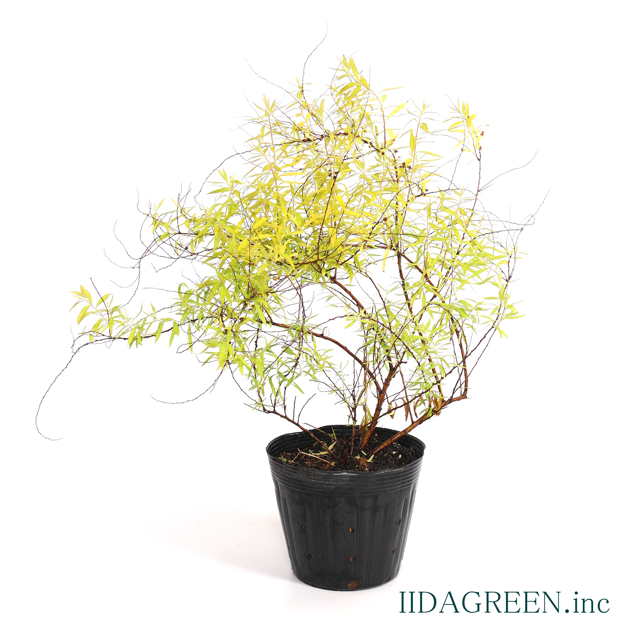 ユキヤナギ　オーレア