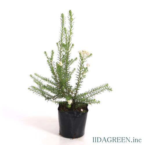 ライスフラワー