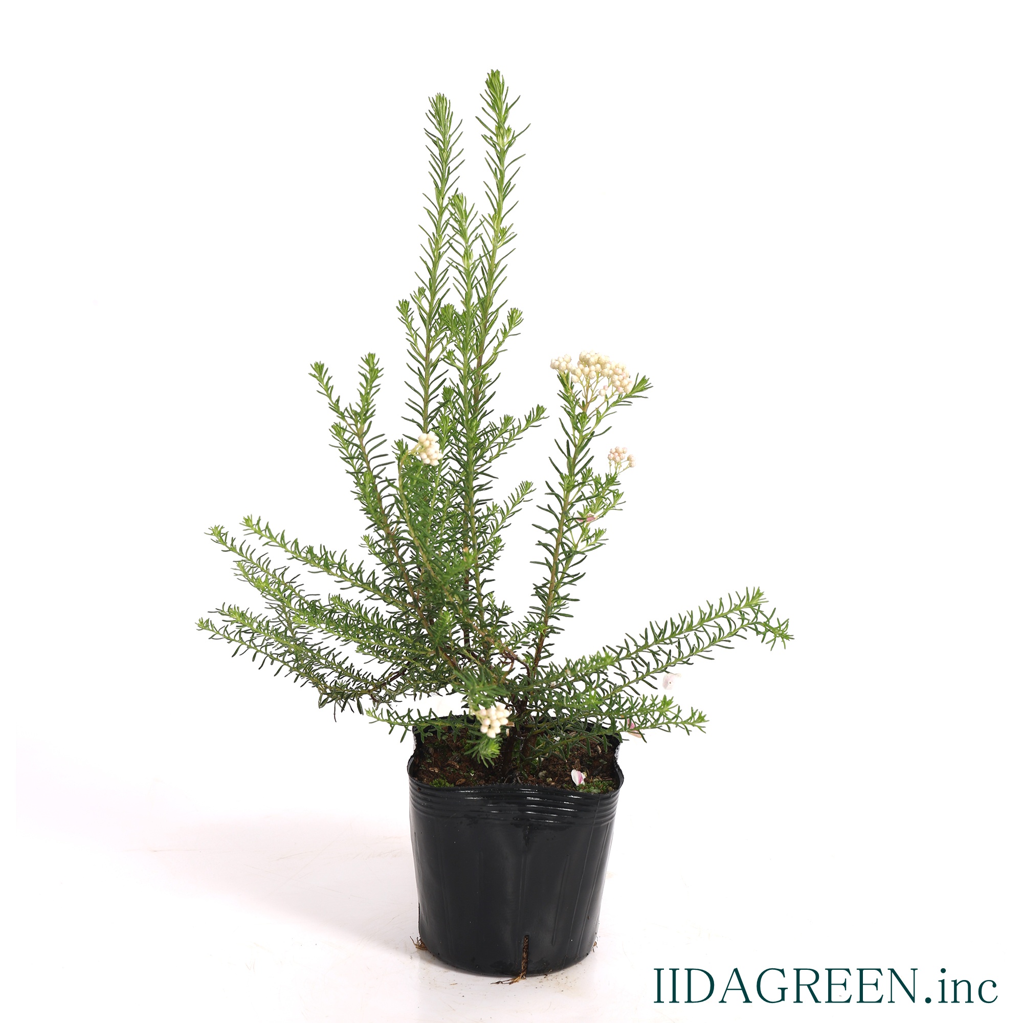 ライスフラワー