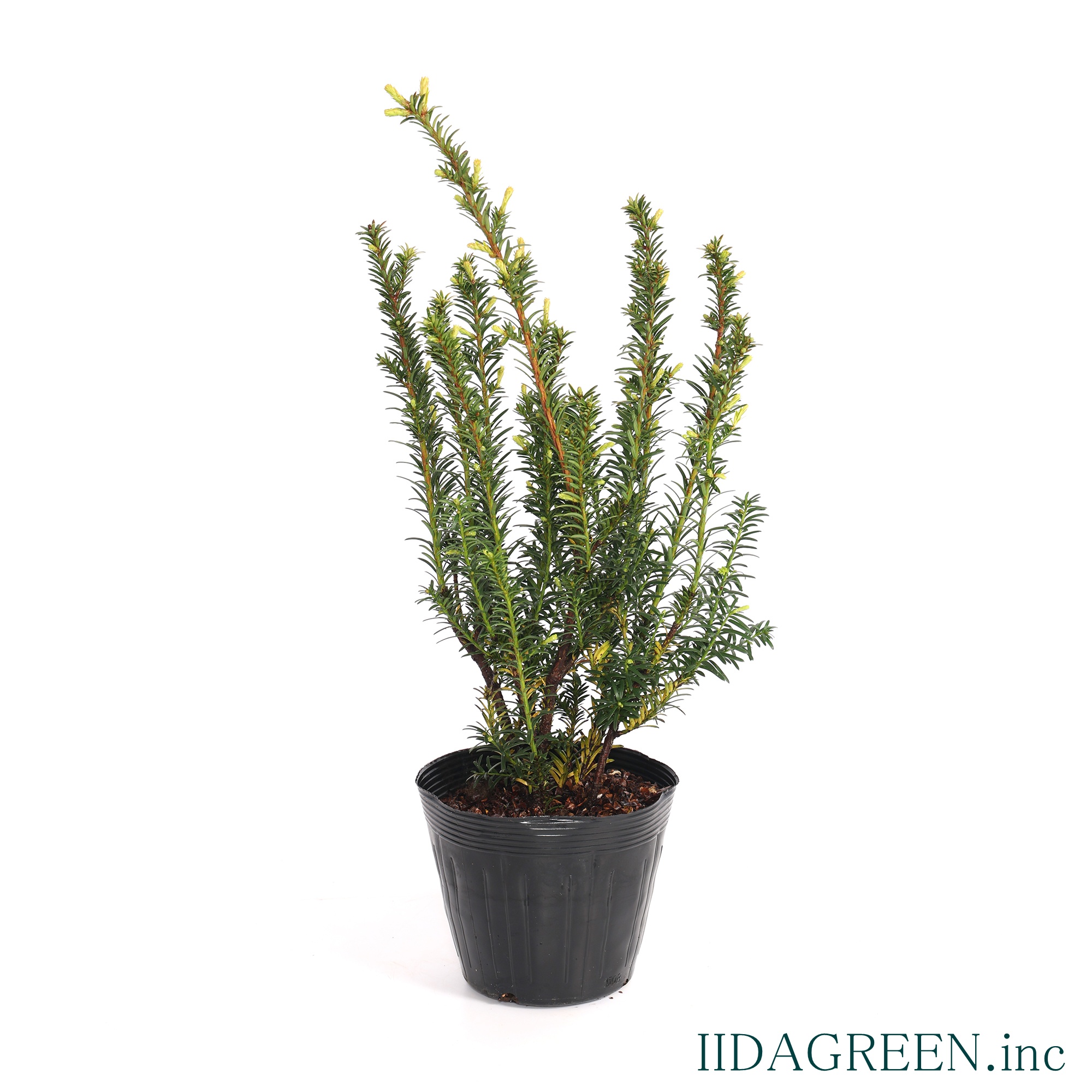 イチイ　ゴールドストライク®