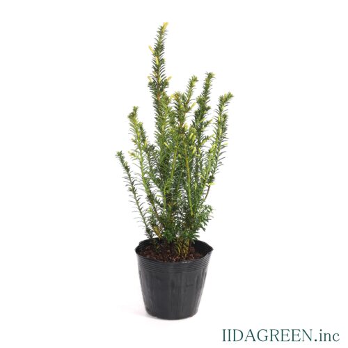 イチイ　ゴールドストライク®