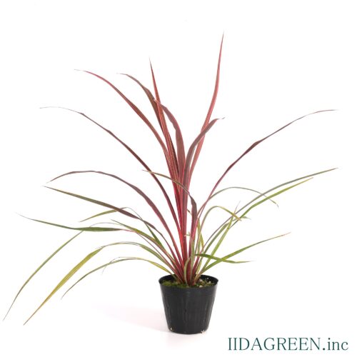 コルジリネ　カンカン