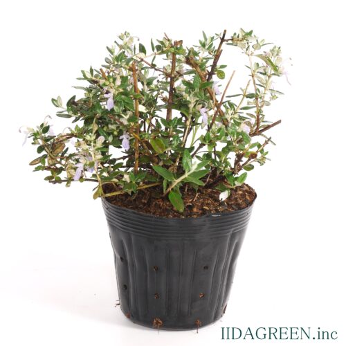 ツリージャーマンダー