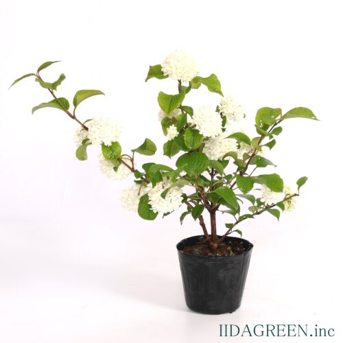 ビバーナム　スノーボール