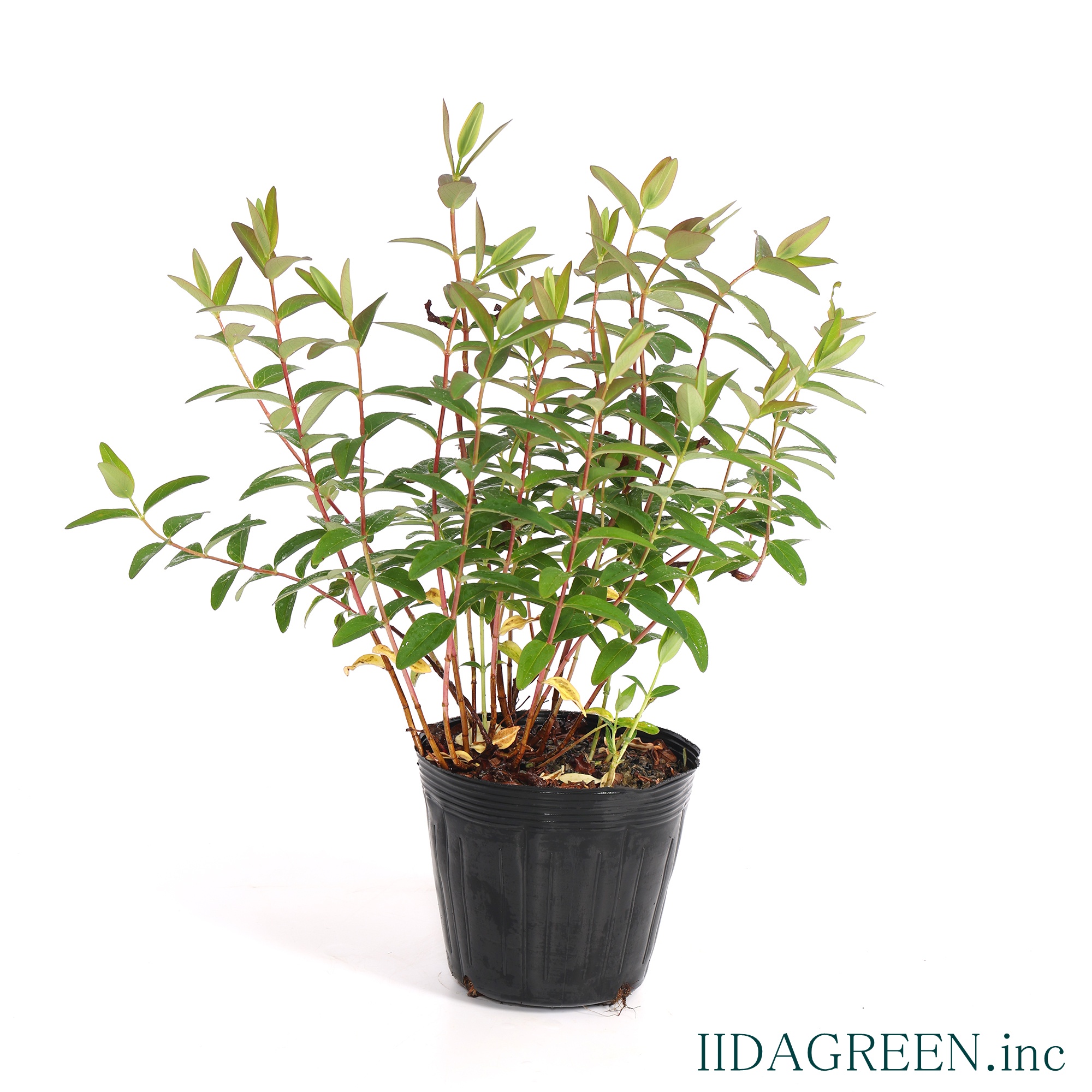 ヒペリカム　ヒデコート