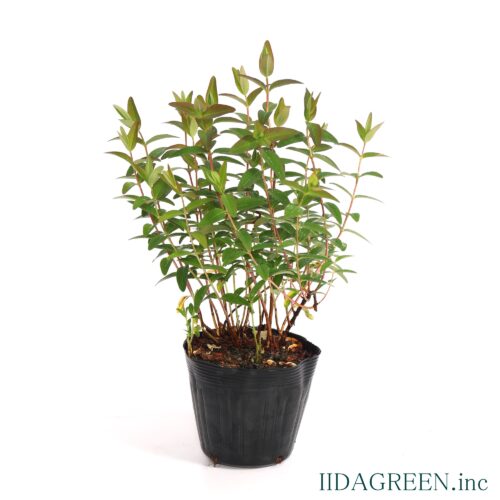 ヒペリカム　ヒデコート