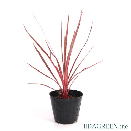 コルジリネ　チャーリーボーイ