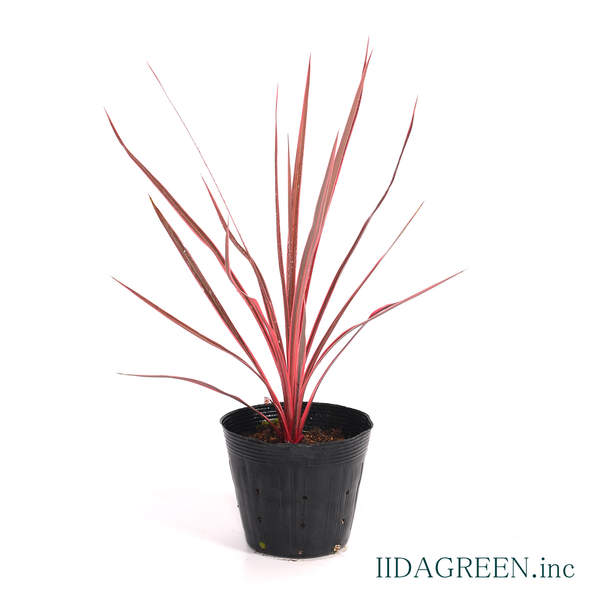 コルジリネ　チャーリーボーイ