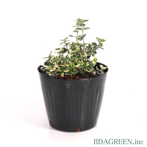 ツルマサキ　エメラルドガイティ