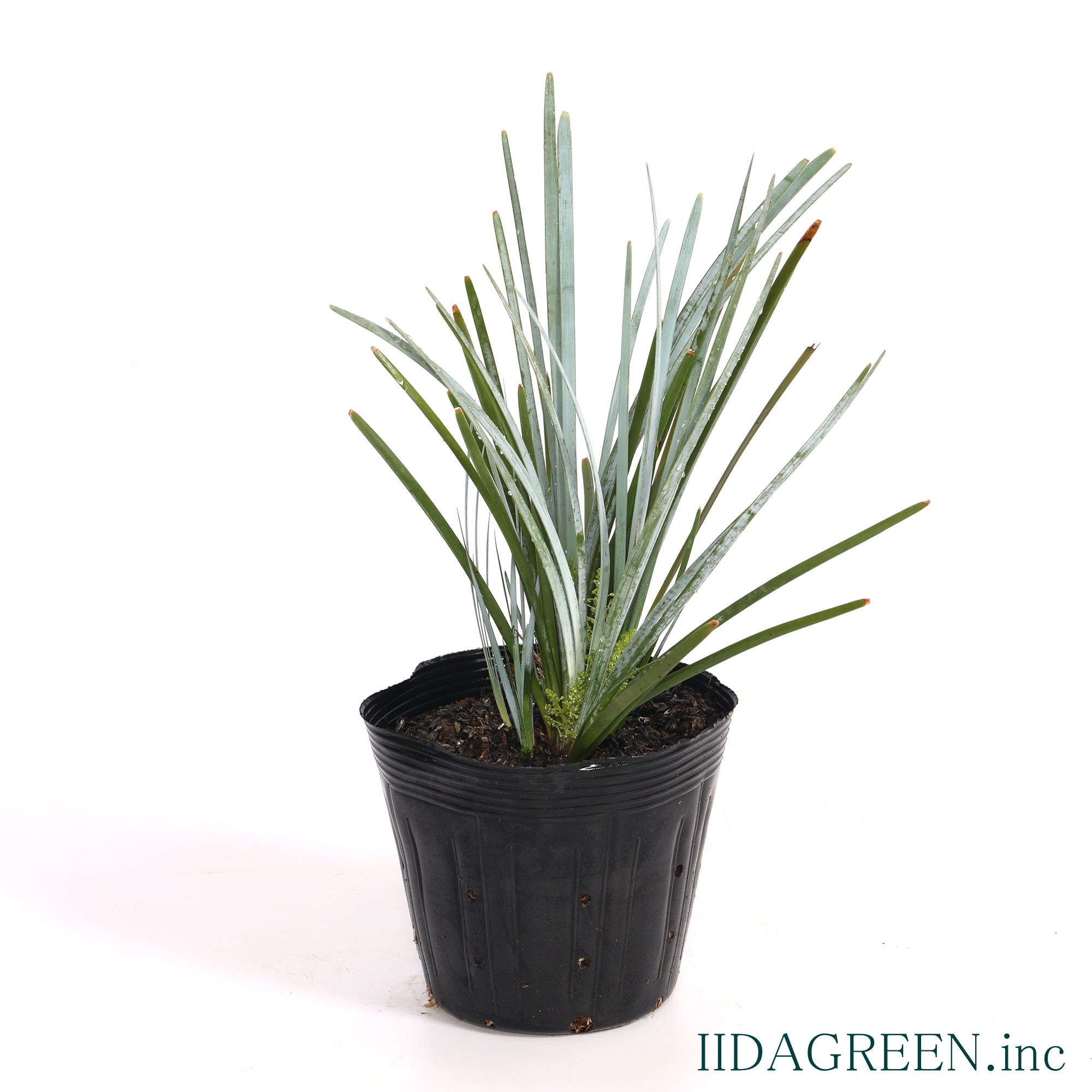 ロマンドラ グラウカ