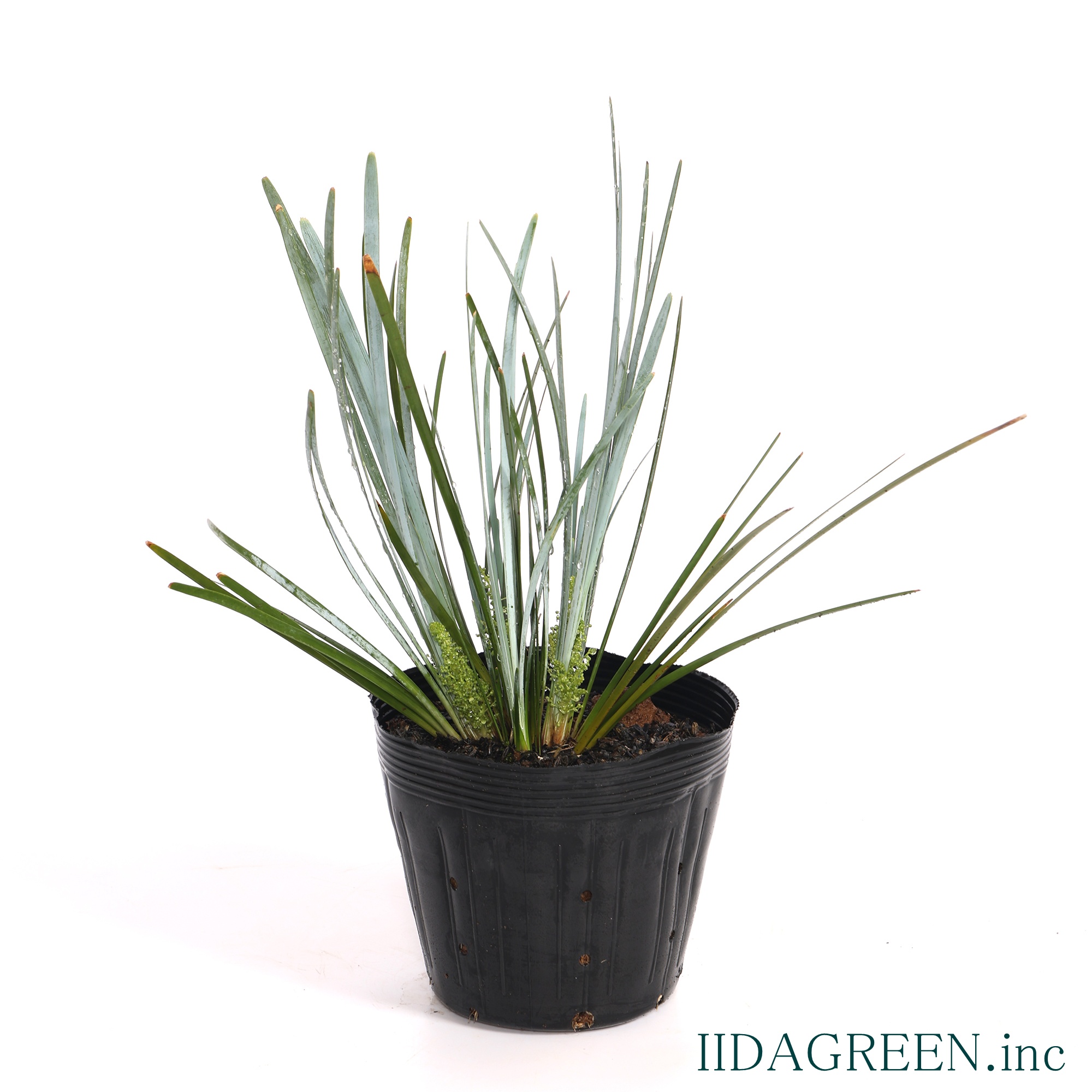 ロマンドラ グラウカ