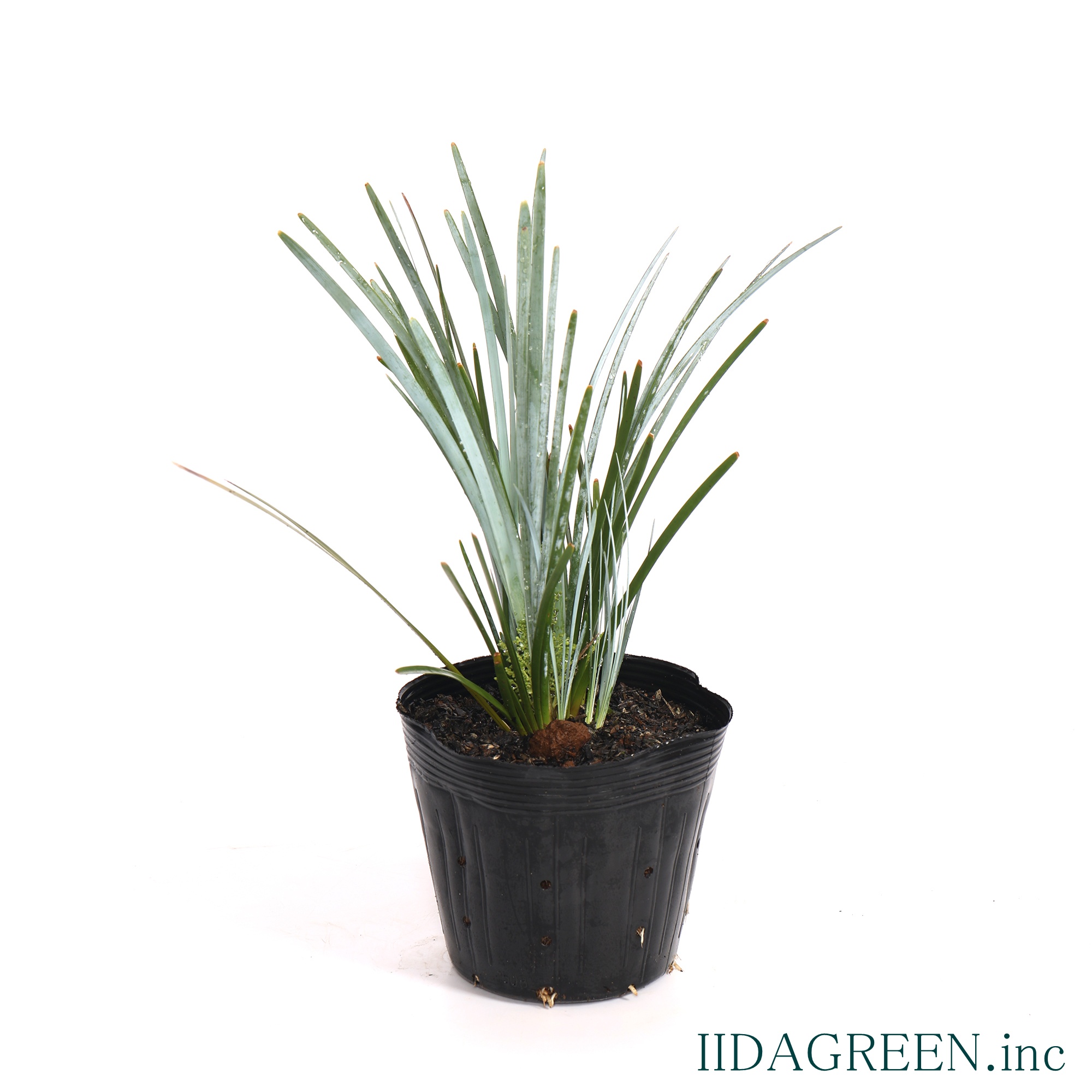 ロマンドラ グラウカ